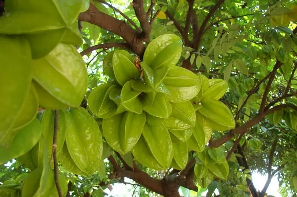 Chiêm bao thấy cây khế sai quả