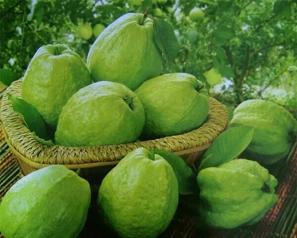 Chiêm bao thấy cây ổi