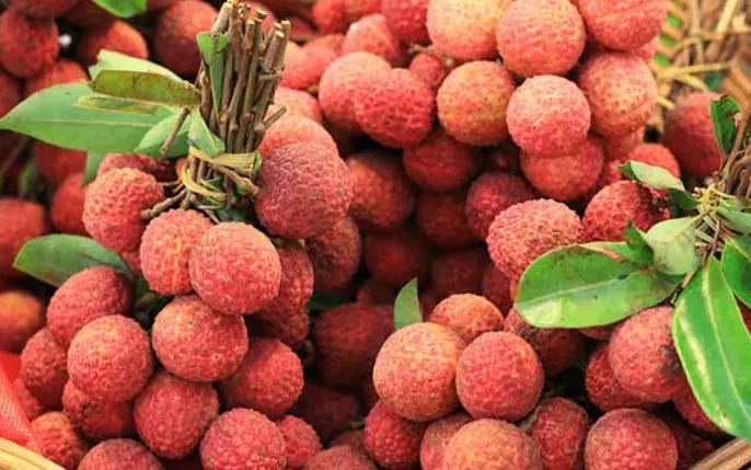 Chiêm bao thấy nhiều quả vải xuất hiện 