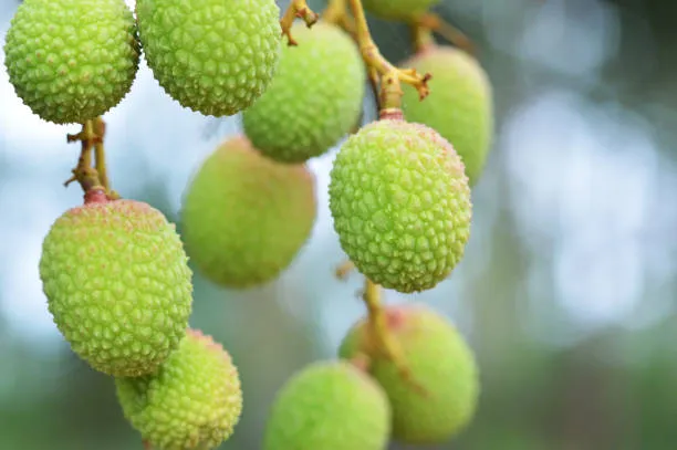 Chiêm bao gặp vải thều màu xanh