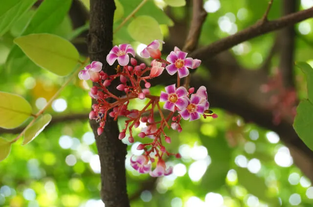 Chiêm bao gặp hoa khế