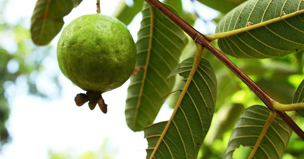 Chiêm bao thấy trồng ổi trong vườn