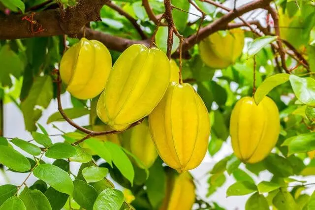 Nằm mơ thấy cây khế đánh số mấy chuẩn xác