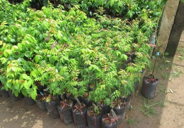Mộng thấy có nhiều cây khế nhưng không có quả