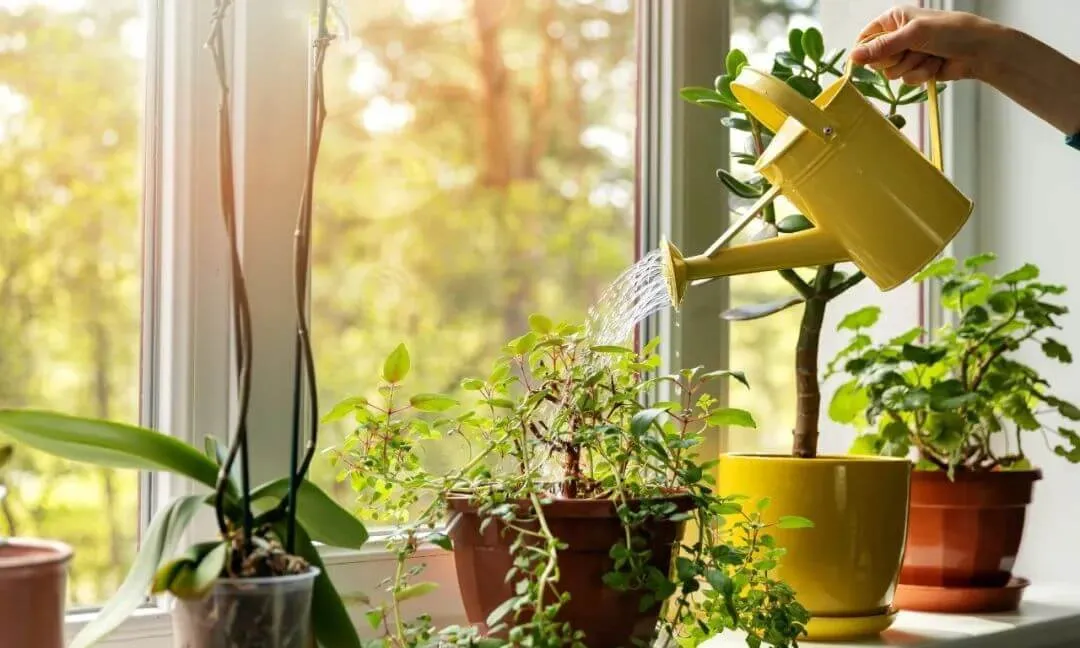 Mộng thấy đang tưới cây cảnh