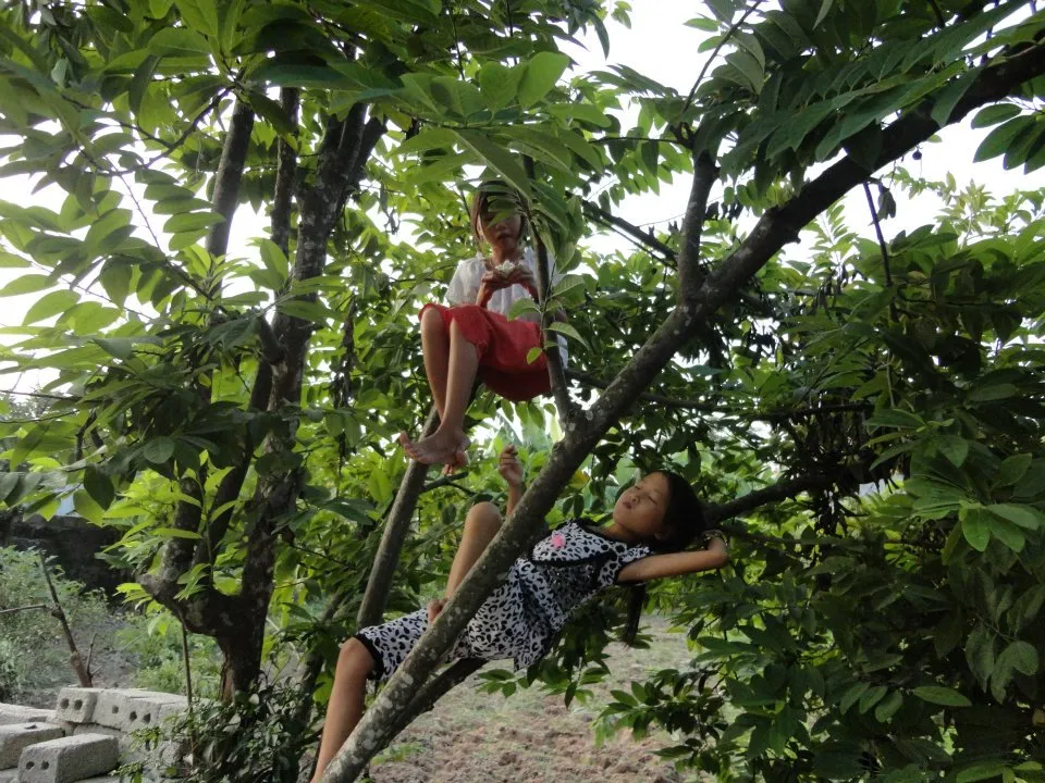 Mộng thấy trèo lên cây ổi