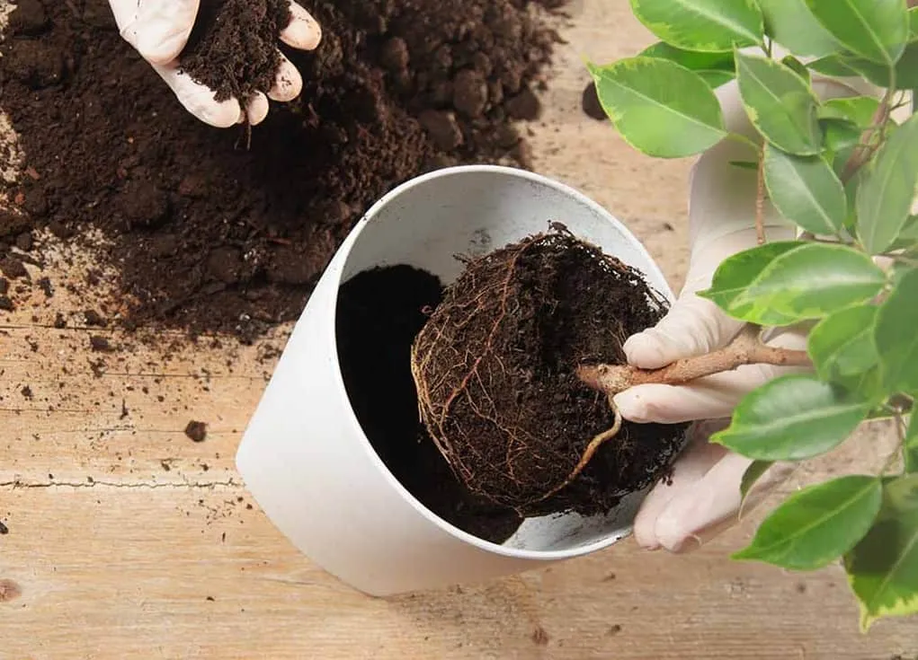 Nằm mơ thấy chăm bón chậu cảnh
