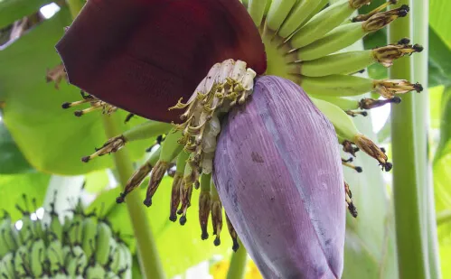 Nằm mơ thấy hoa chuối