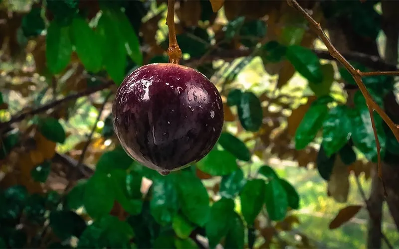 Nằm mơ thấy vú sữa chín