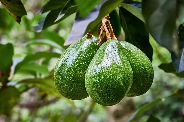 Chiêm bao thấy bơ sai quả