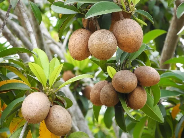 Chiêm bao thấy cây hồng xiêm nhiều quả