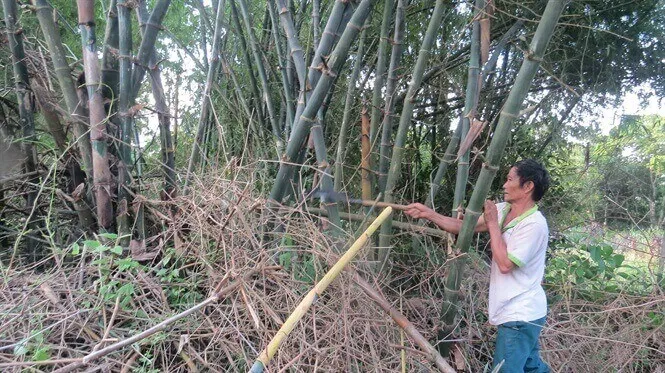Chiêm bao thấy chặt cây tre