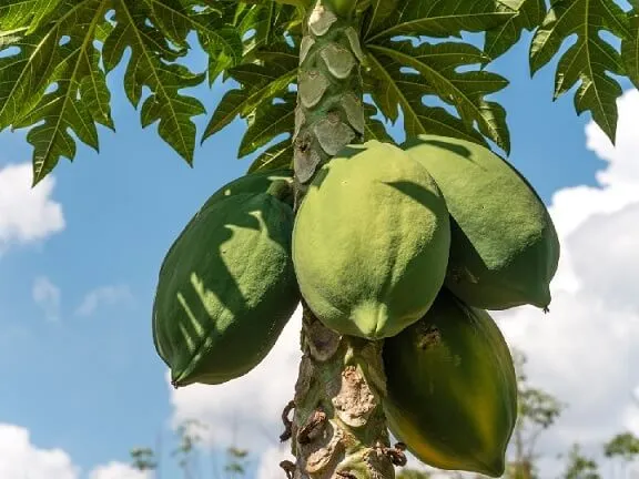 Chiêm bao thấy đu đủ xanh