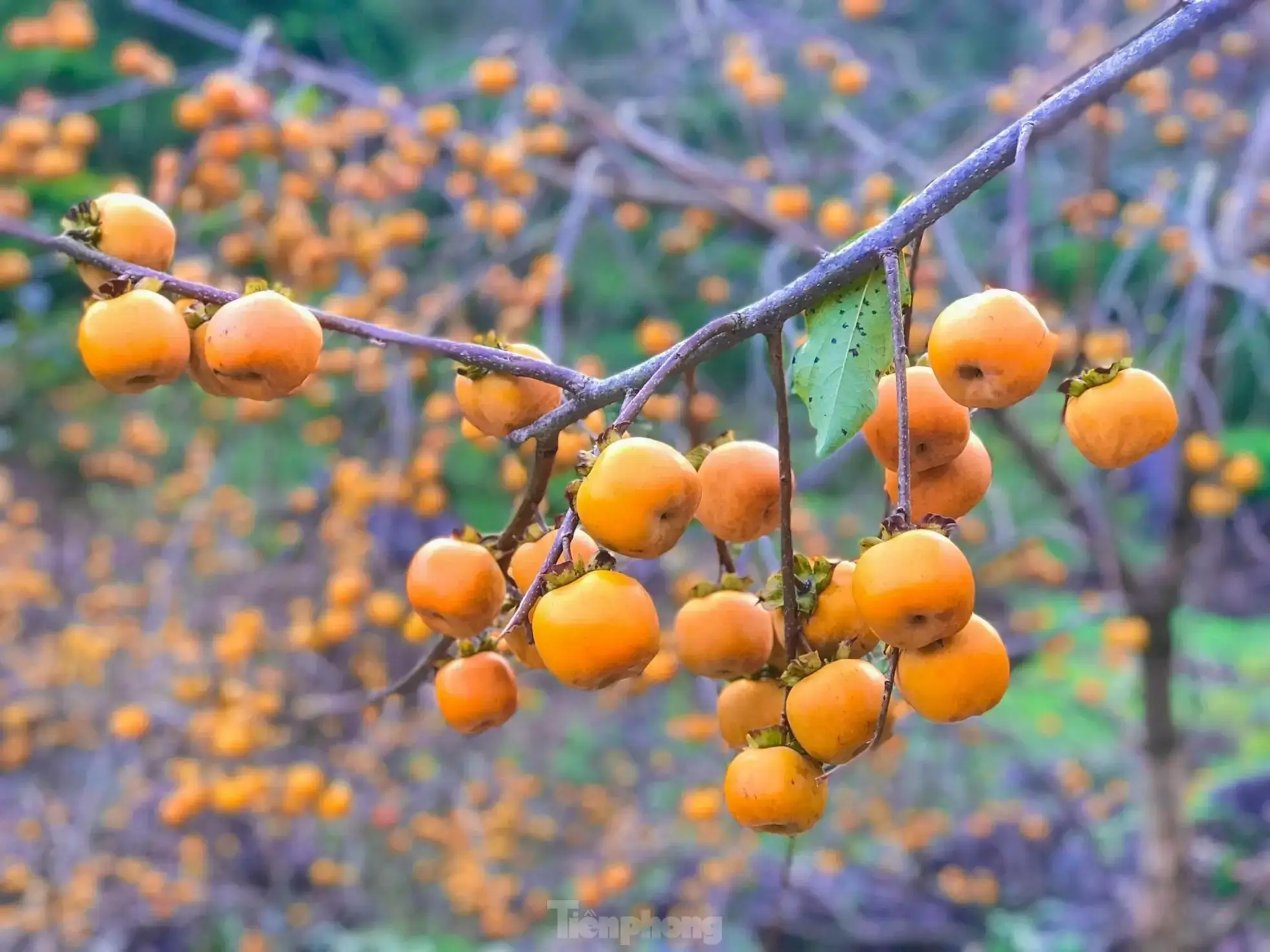 Chiêm bao thấy quả hồng sai quả