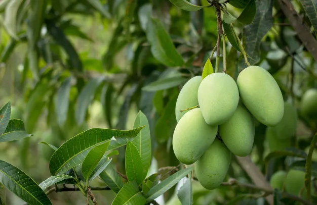 Giải mã giấc mơ thấy xoài