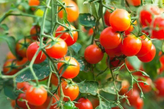 Mộng thấy cà chua sai quả