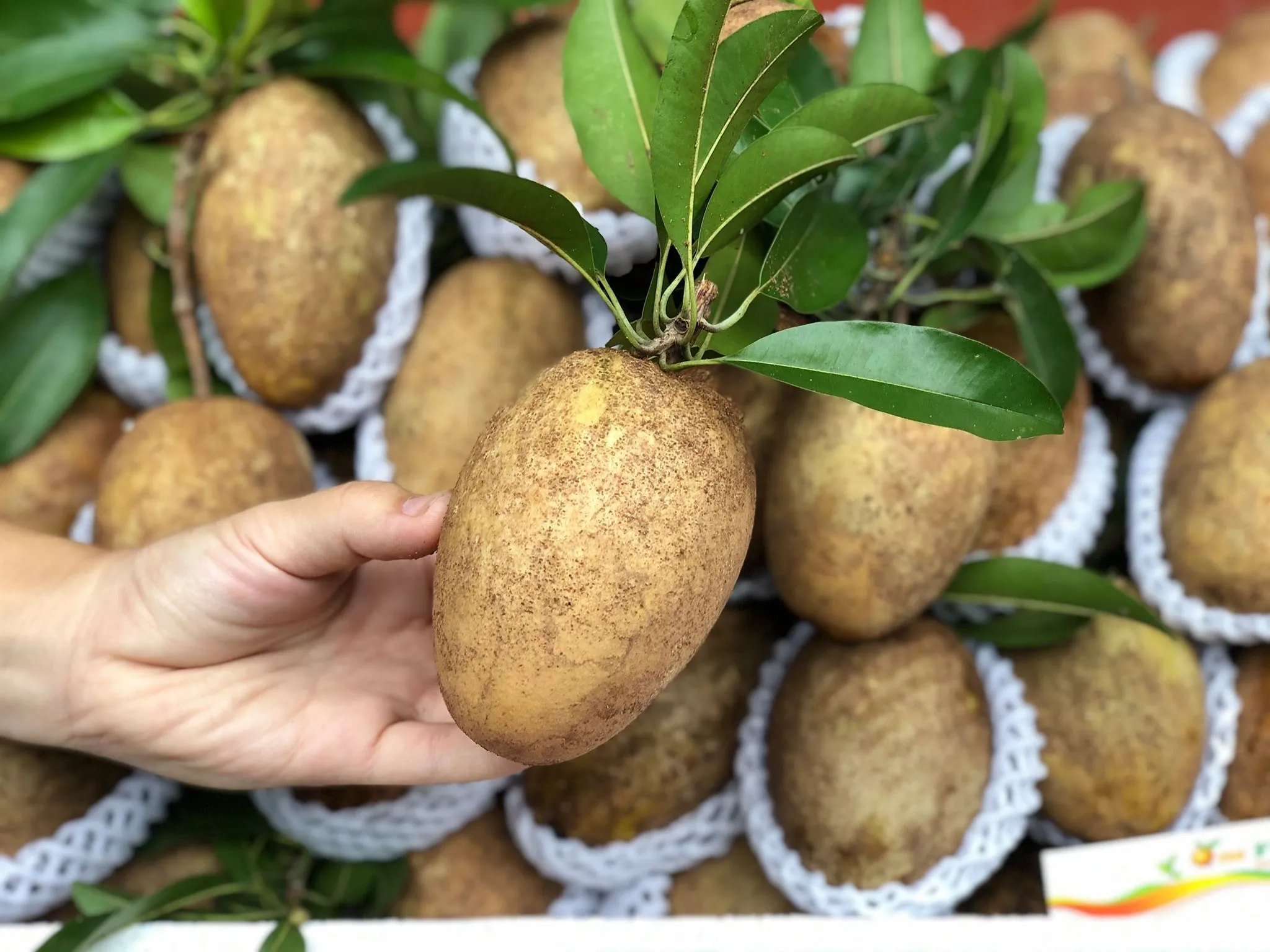 Mộng thấy đi mua quả hồng xiêm