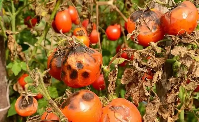 Mộng thấy quả cà chua bị hỏng