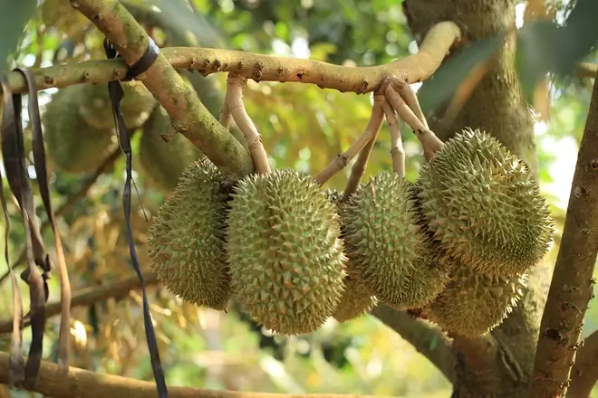 Mộng thấy sầu riêng trong vườn