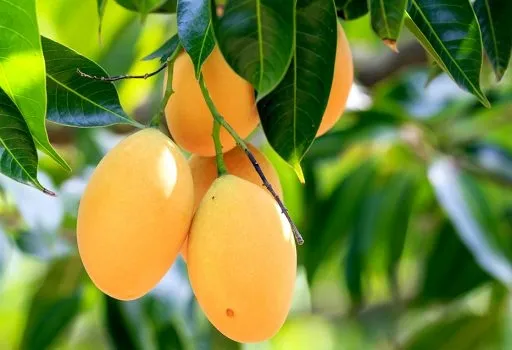 Mộng thấy xoài chín
