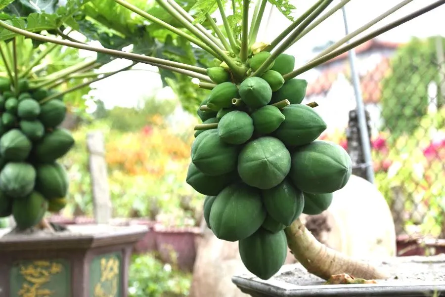 Ngủ mơ thấy đu đủ có trái