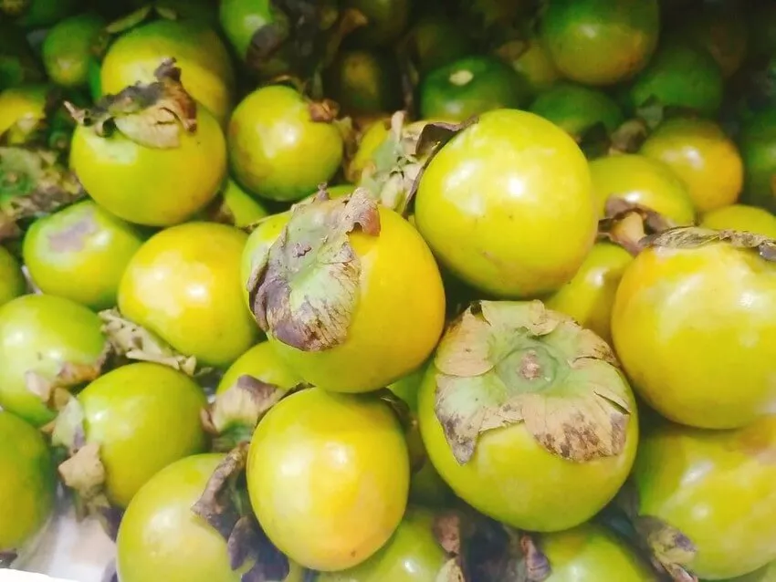 Ngủ mơ thấy quả hồng chưa chín