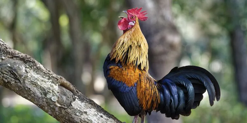 Mộng người lạ giết gà chết