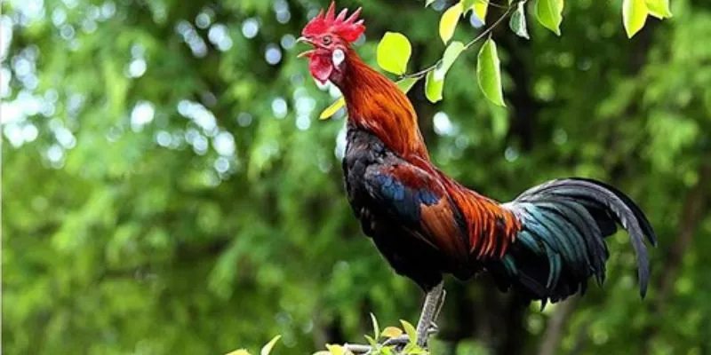 Chiêm bao người thân đang giết gà chết