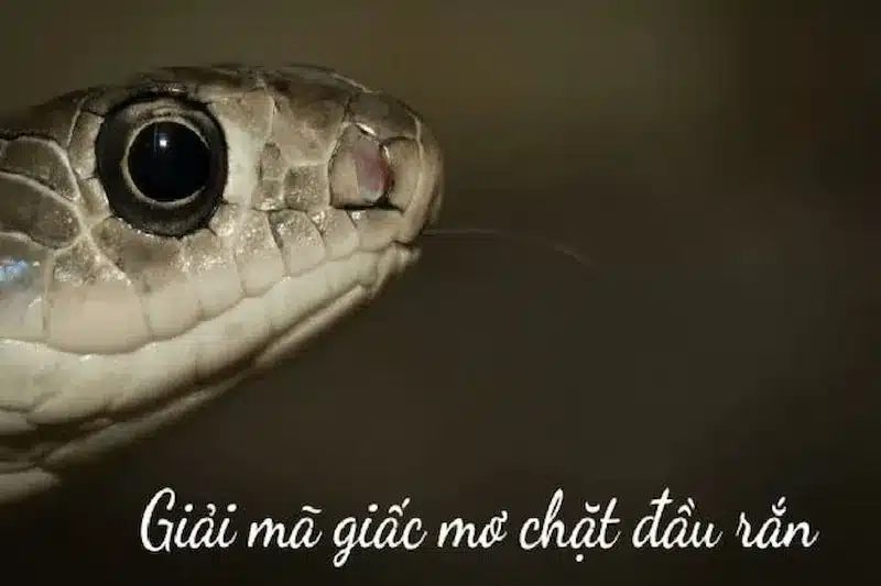 mơ chặt đầu rắn
