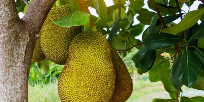 Mộng mít chín rụng từ trên cây