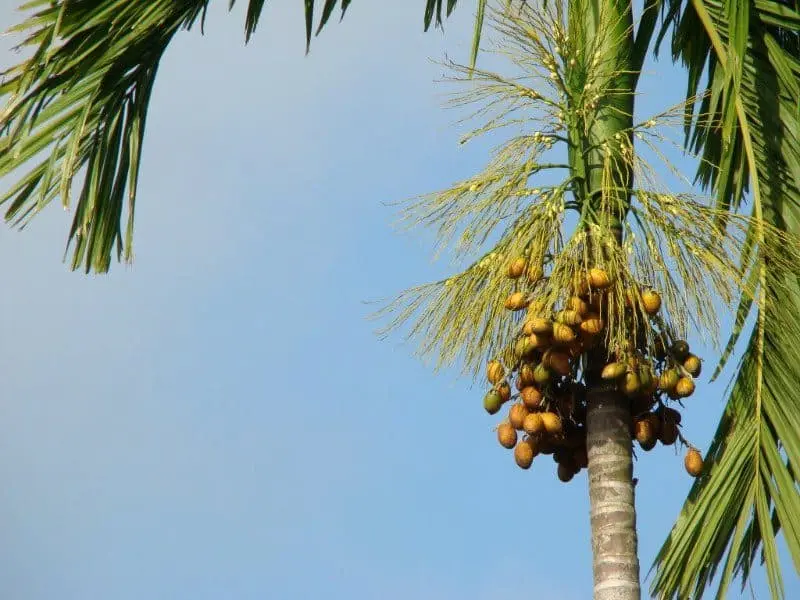 chiêm bao gặp cây cau