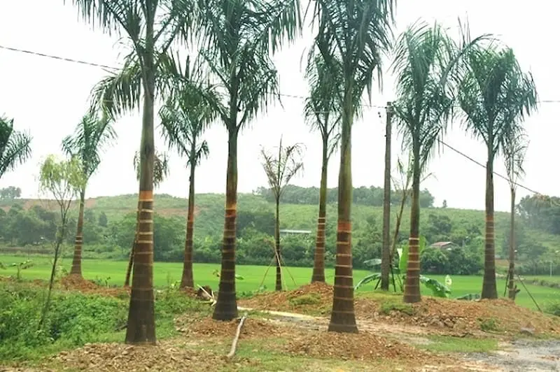Mộng gặp nhiều cây tân lang