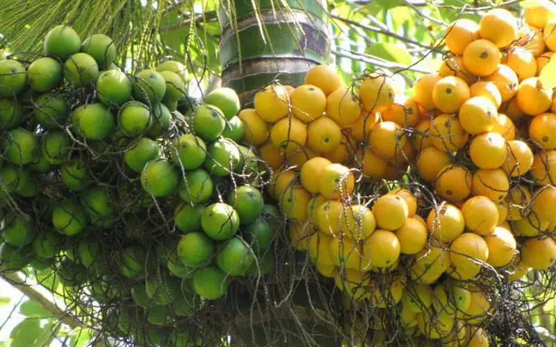 Mơ thấy quả cau