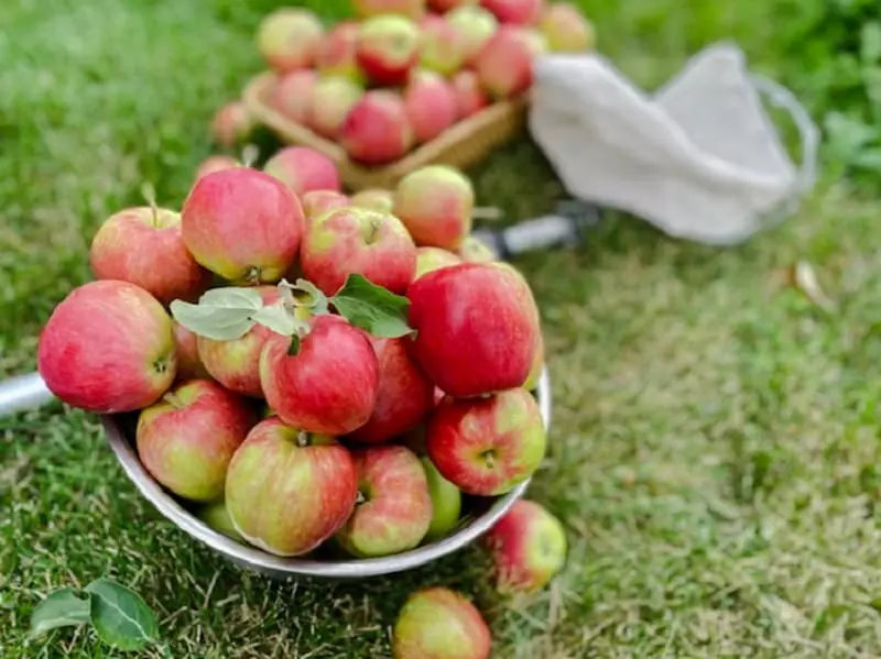 Ý nghĩa của nằm mơ thấy hái trái cây chín ăn