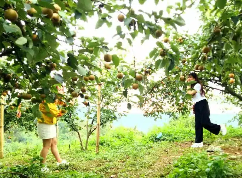 Mộng thấy mình hái quả đào chín