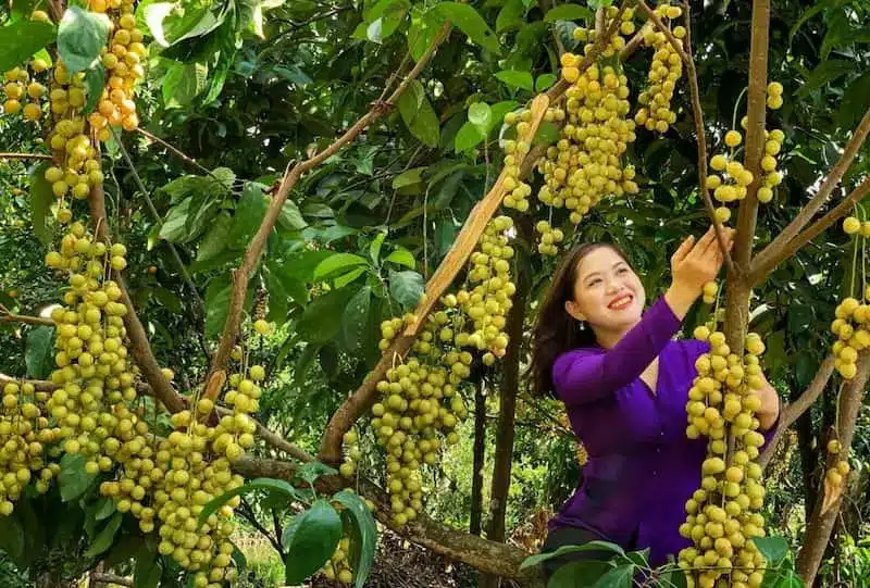 Nằm mơ thấy hái trái cây chín ăn đánh con gì