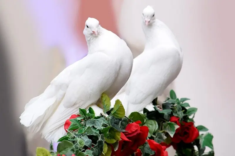 mơ thấy bồ câu đánh con gì