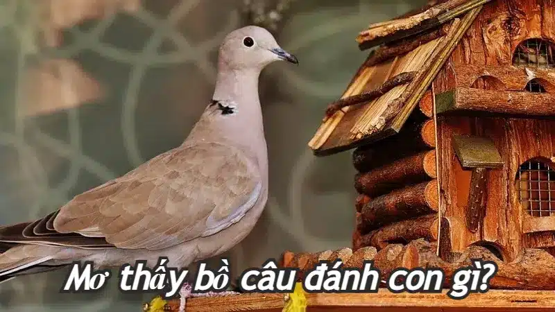 Chiêm bao thấy chim bồ câu bị thương đánh số mấy