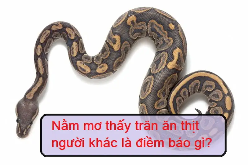 mơ thấy rắn ăn thịt người