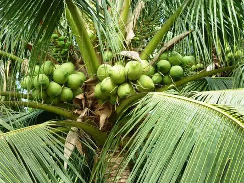 nằm mơ thấy cây dừa