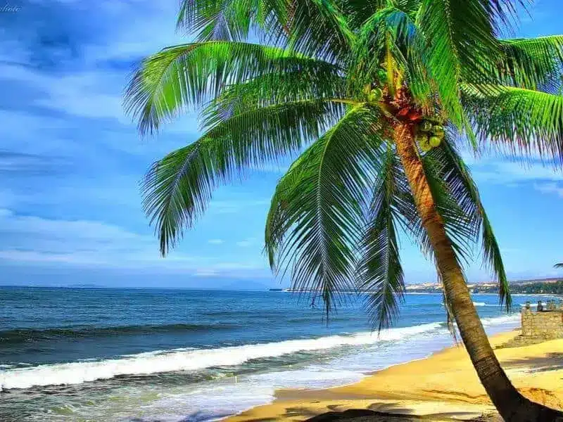 Mơ cây dừa ở biển
