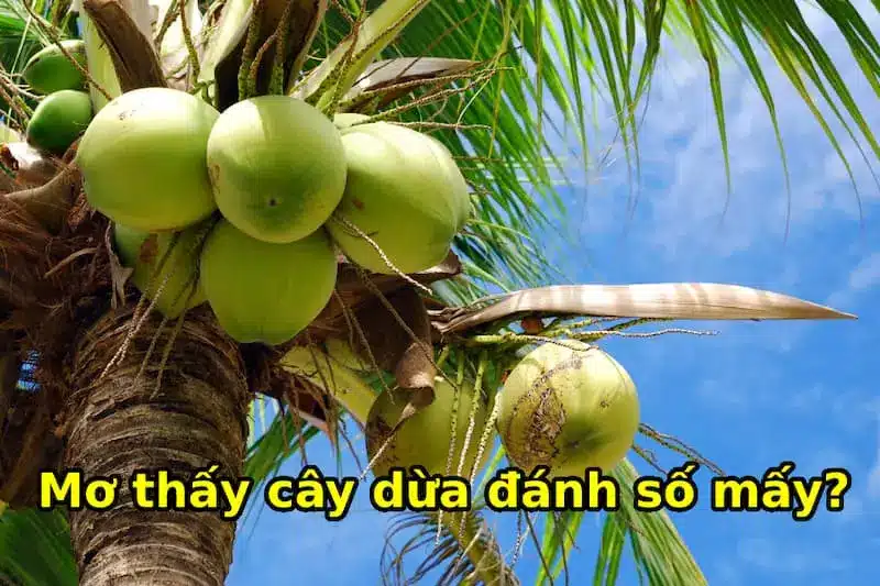 nằm mơ thấy cây dừa