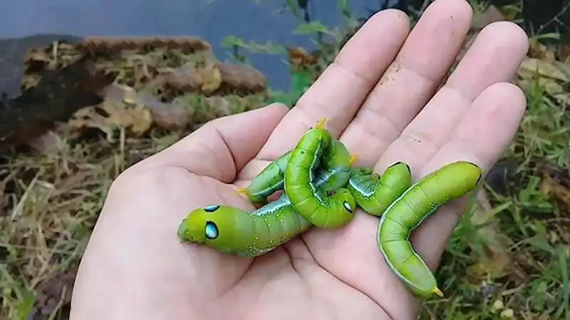 nằm mơ thấy sâu bọ trên người