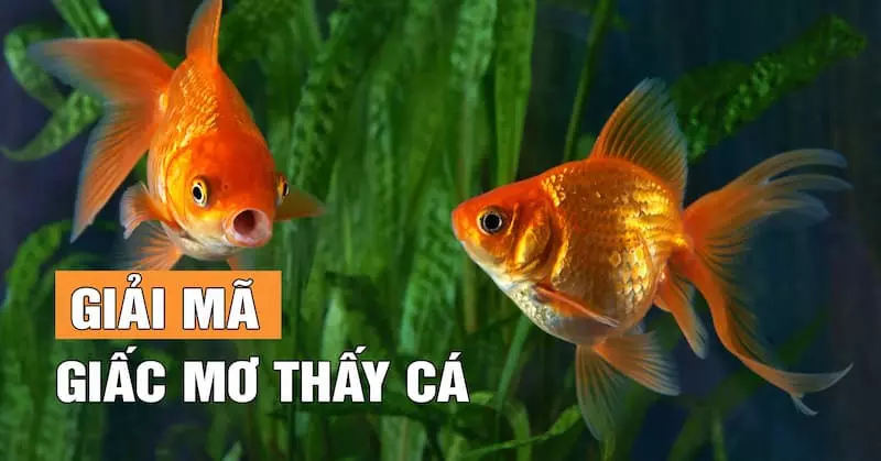 nằm mơ thấy thả cá xuống nước
