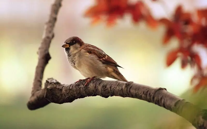 Nằm mơ thấy chim se sẻ đậu trên cây