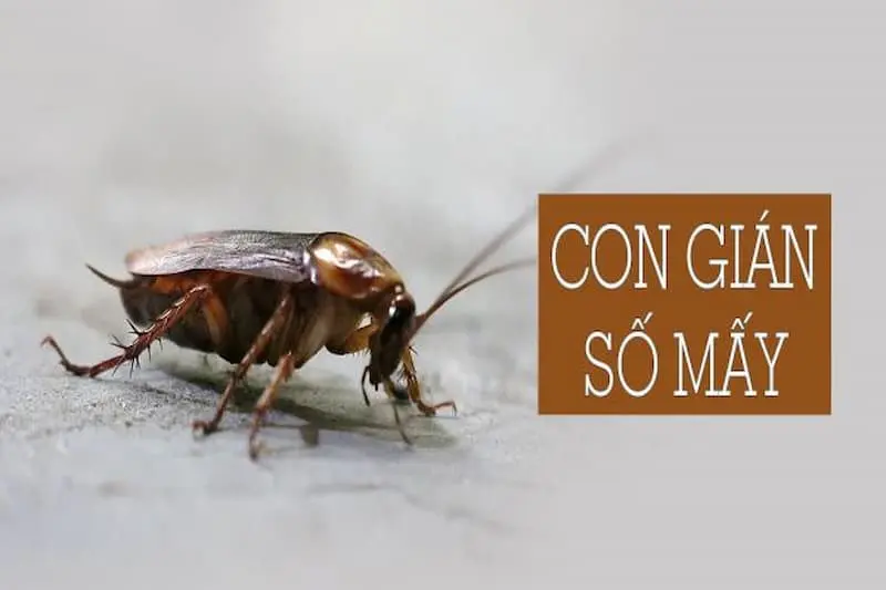 Mơ thấy con gián đánh số mấy