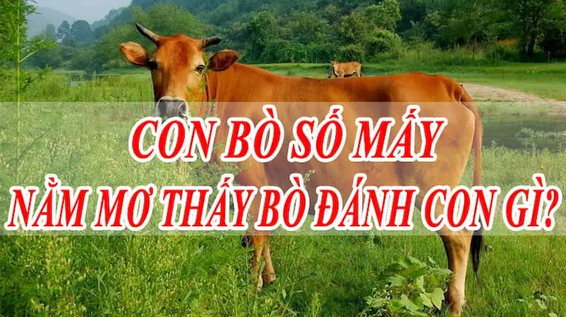 Nằm mơ thấy bò đánh số mấy