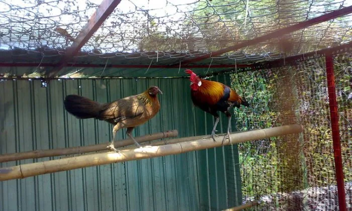 Chiêm bao bắt được gà rừng bỏ trong lồng