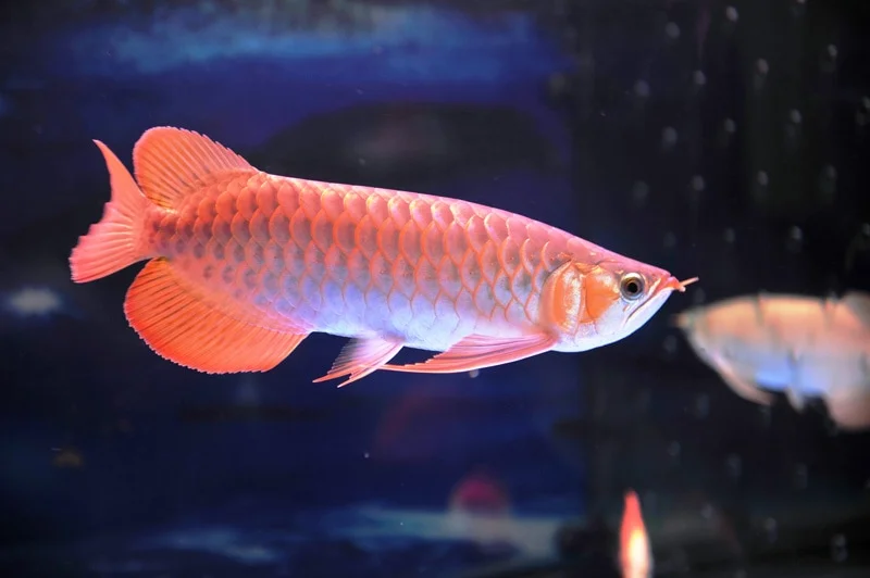 Mộng thấy cá rồng đang bơi trong nước