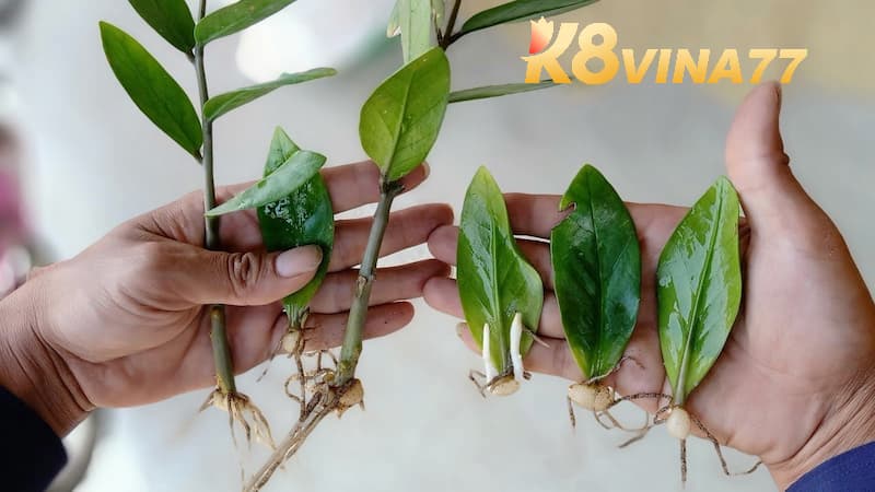 Nuôi động vật và trồng cây